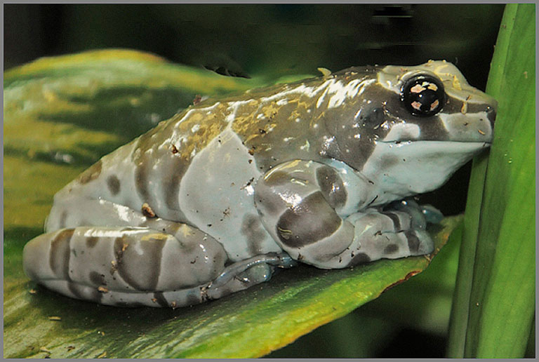 Amazon milk frog copy